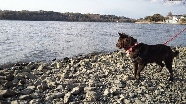 甲斐犬の特徴 性格 最新価格と飼い方 いぬのきもち 犬図鑑 いぬのきもちweb Magazine