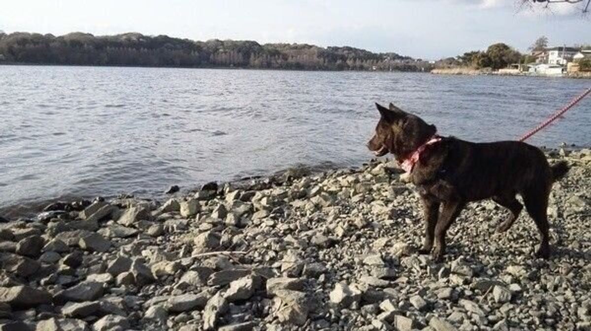 甲斐犬の特徴 性格 最新価格と飼い方 いぬのきもち 犬図鑑 いぬのきもちweb Magazine 甲斐犬の特徴 性格 最新価格と飼い方 いぬのきもち 犬図鑑 いぬのきもちweb Magazine