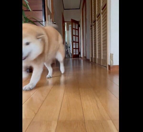 従兄弟のもとに向かうえまちゃん