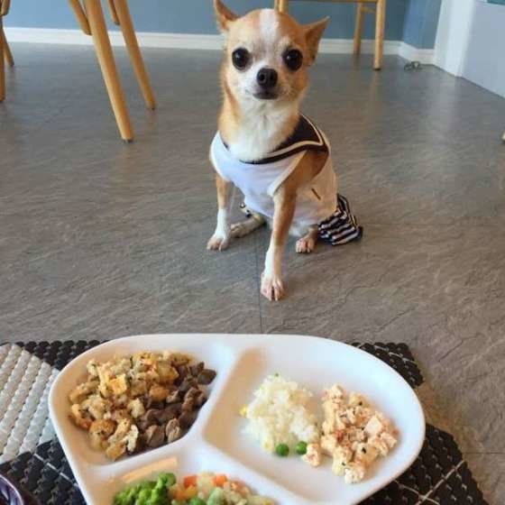 犬に白菜はあげてもいいの 白菜の栄養素や与える際の注意点を解説 いぬのきもちweb Magazine