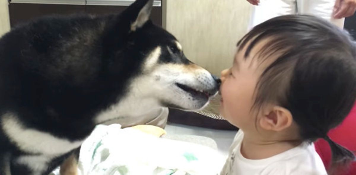 柴犬ワンコと女の子の仲良しコンビ じゃれあう姿に胸キュン いぬのきもちweb Magazine 柴犬ワンコと女の子の仲良しコンビ じゃれあう姿に胸キュン いぬのきもちweb Magazine