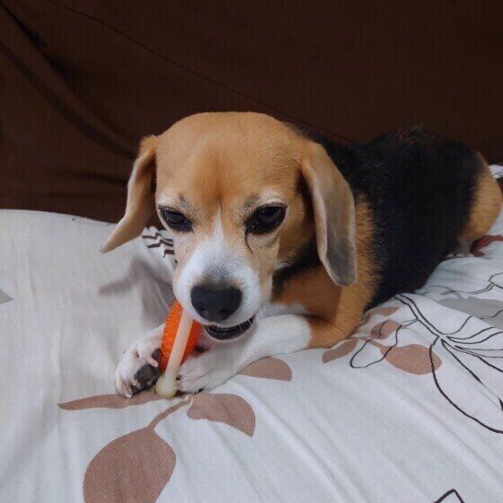 ビーグルのはなちゃん