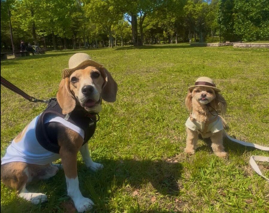 一緒におでかけ中のビーグル（写真：左）と犬（写真：右）