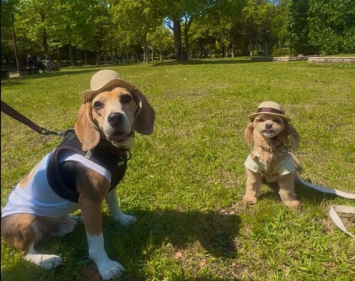 一緒におでかけ中のビーグル(写真:左)と犬(写真:右)