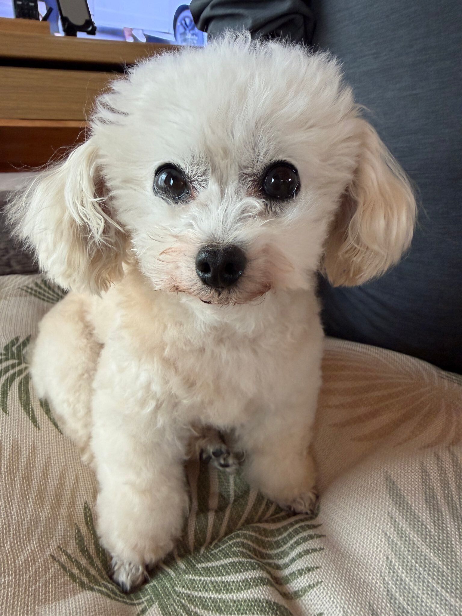 甘えるような表情で飼い主さんを見つめるメイちゃん