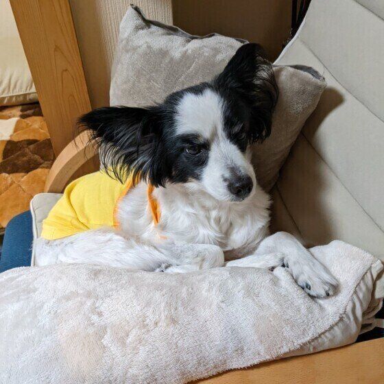 パピヨンのちこちゃん