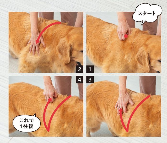 犬が”とろける”なで方があるの?「興奮を静める」「不安を取り除く」犬のなで方も|いぬのきもちWEB MAGAZINE