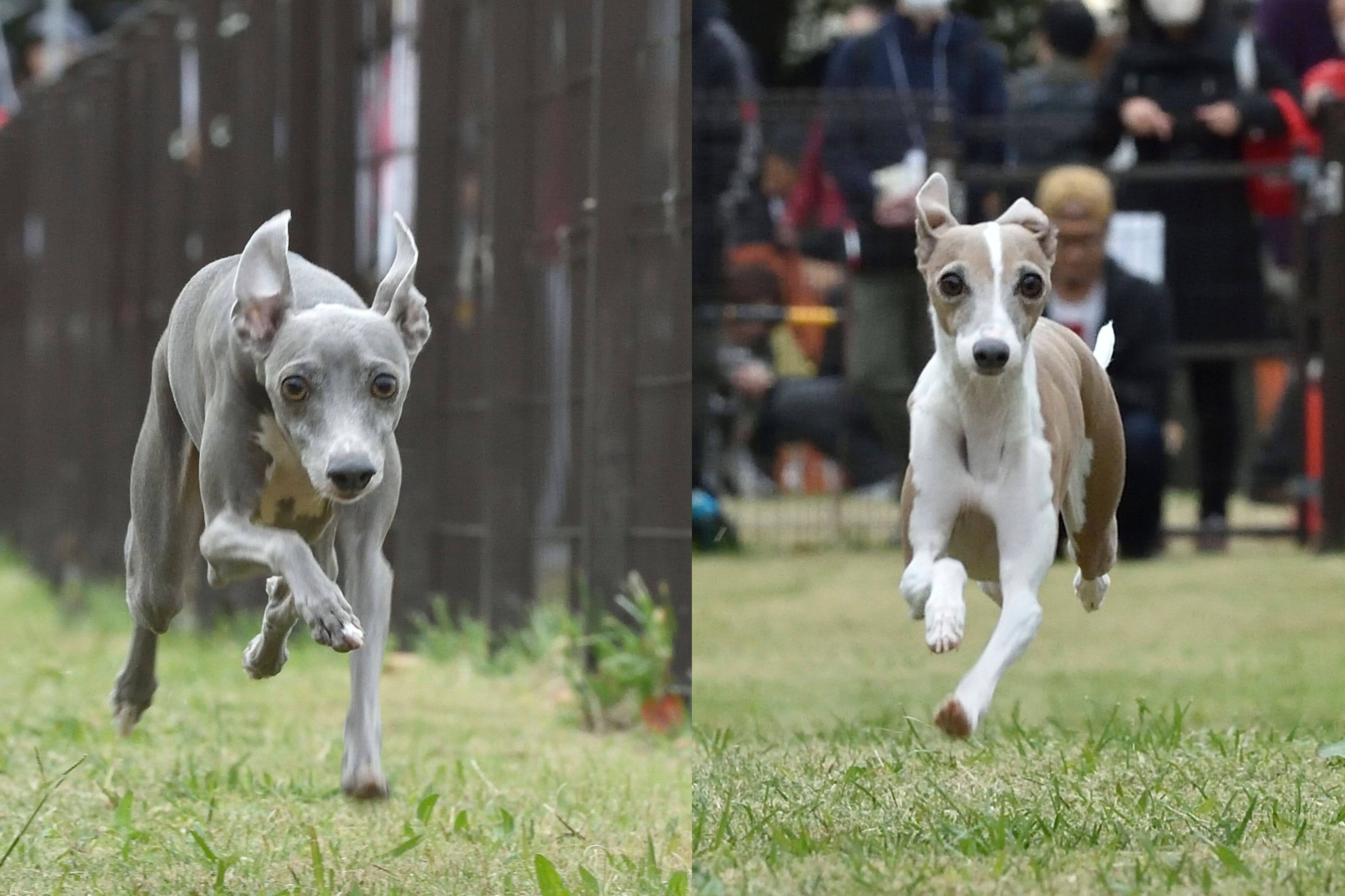 タイムレース50アンチノールカップに参加したウィペット