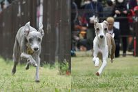 タイムレース50アンチノールカップに参加したウィペット