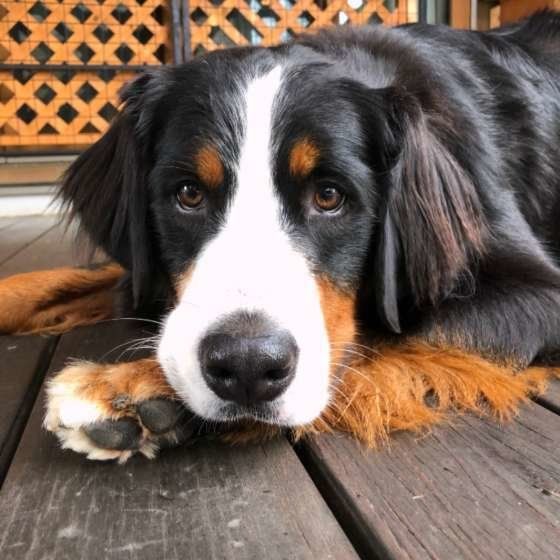 バーニーズ・マウンテン・ドッグ