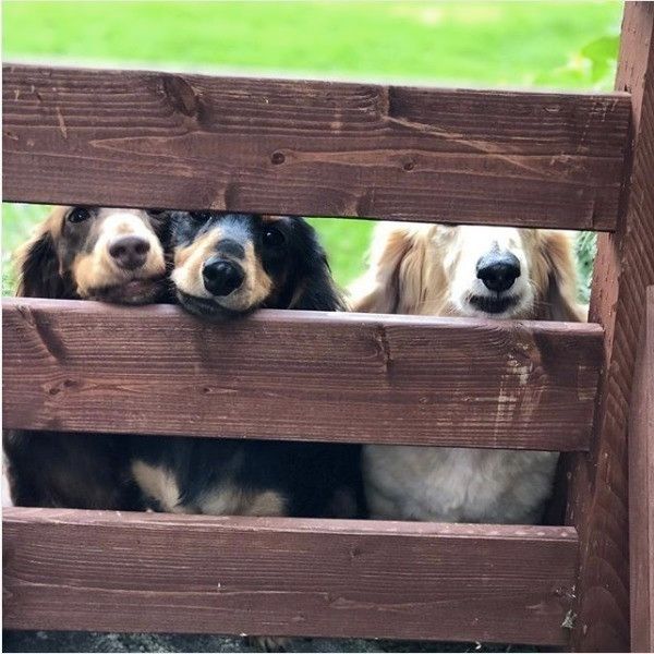 シンクロワンズ