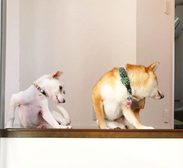子犬のすずちゃんと先住犬のハルちゃん