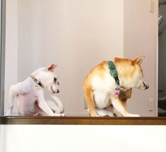 子犬のすずちゃんと先住犬のハルちゃん