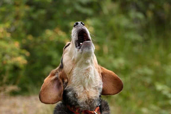 吠える犬