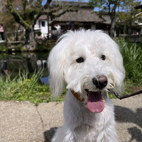 白いミニチュア・シュナウザー いぬのきもち