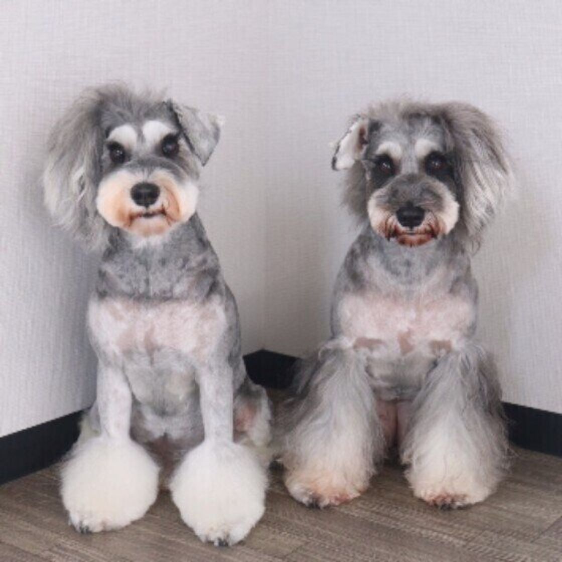 カメラ嫌いの犬は意外に多い カメラを向けると犬がスーッと目をそらす理由 いぬのきもちweb Magazine カメラ嫌いの犬は意外に多い カメラを向けると犬がスーッと目をそらす理由 いぬのきもちweb Magazine