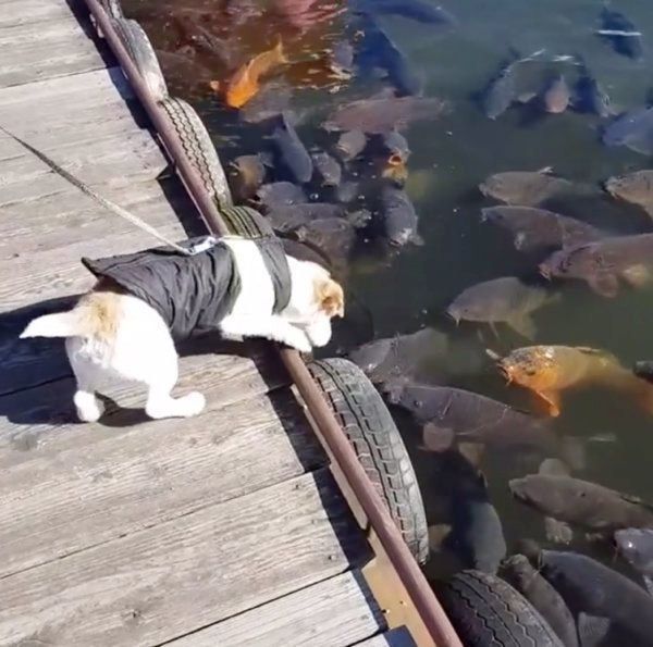 水面を覗き込むジャック・ラッセル・テリア