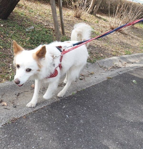 お散歩を楽しむまるこちゃん