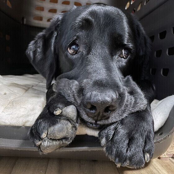 ラブラドール・レトリーバー いぬのきもち