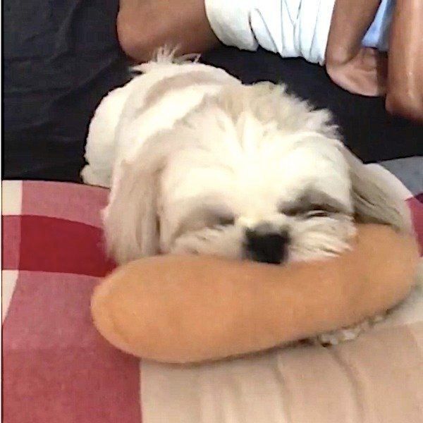 おもちゃが大好きなシー・ズー