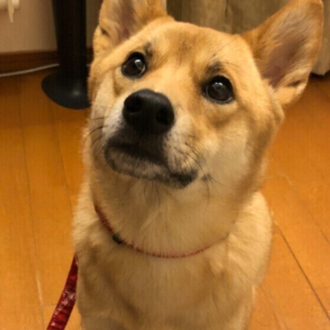 犬は ひとりぼっち だと寂しいと思う 犬のホンネを獣医師が解説 いぬのきもちweb Magazine 犬は ひとりぼっち だと寂しいと思う 犬のホンネを獣医師が解説 いぬのきもちweb Magazine