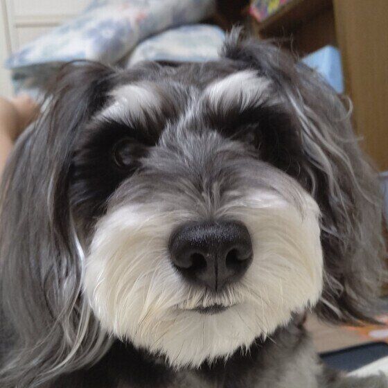 見つめるミニチュア・シュナウザー