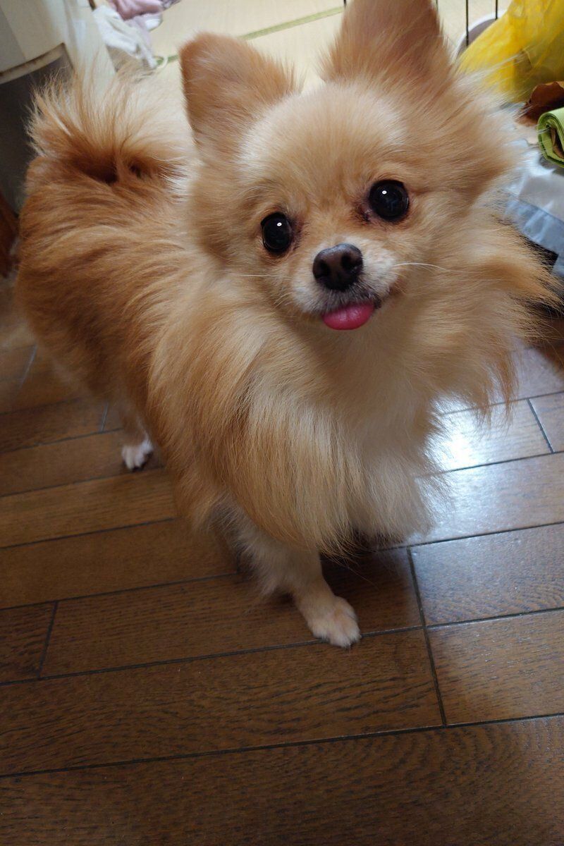 ”ニコニコ喜んでいる顔”をしている様子のポメラニアン