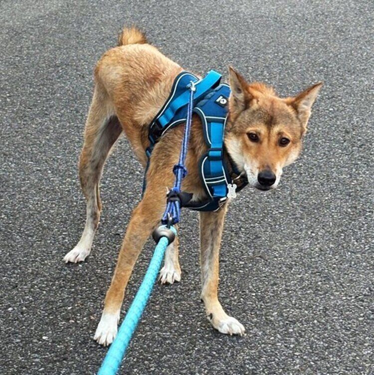 2才当時のチェイスくん　散歩に行きたがるも家の前で動かなくなる