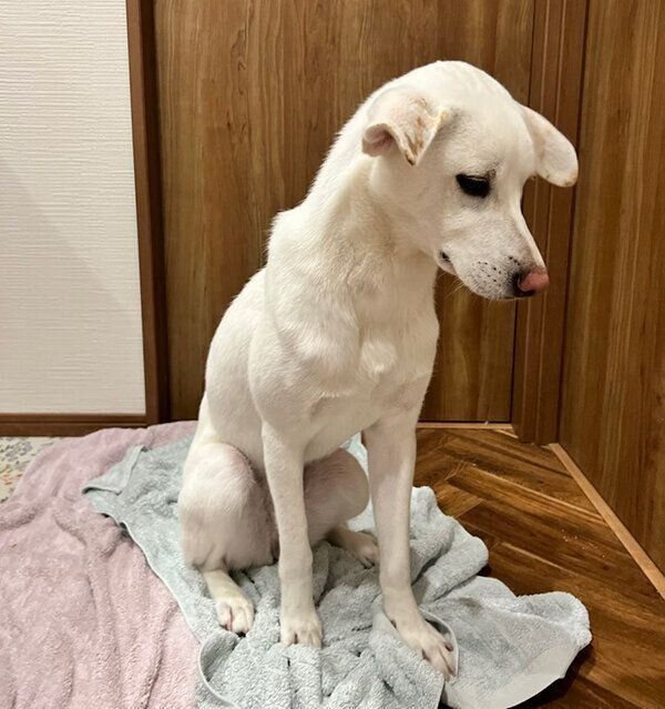 タオルドライをして不機嫌なこうめちゃん