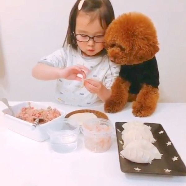 餃子作りを見守るトイ・プードル