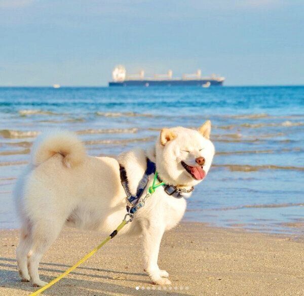 お散歩を楽しむごん太くん