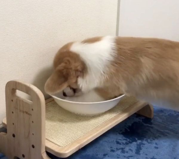 水をバシャバシャするコーギー