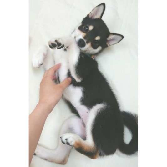 もっとなでて〜♪