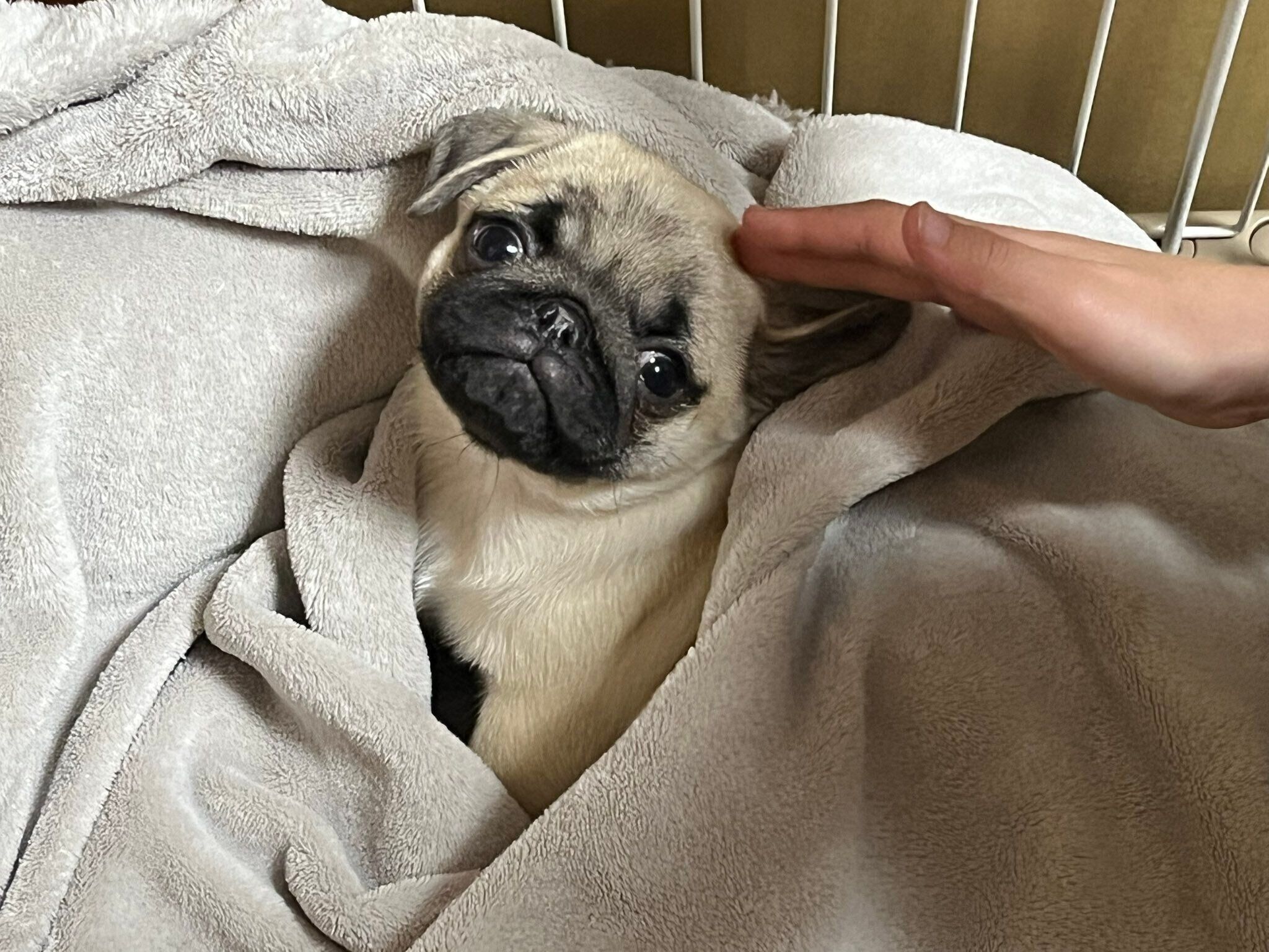 生後2カ月半のパグ