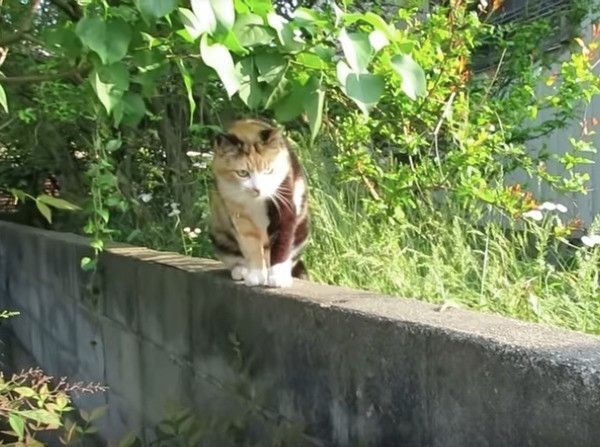 猫先輩に遭遇したワンコ