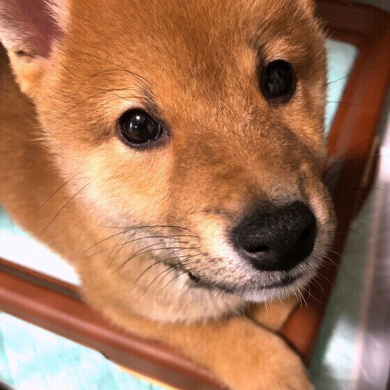 トイレトレーの上に乗る柴犬