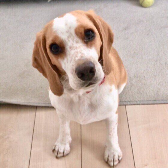 おやつを待つビーグル