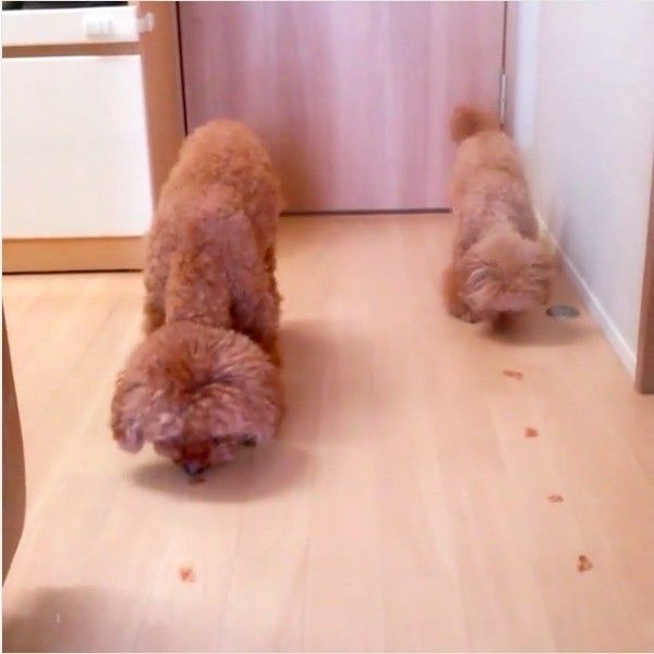 ごはん食べ競争