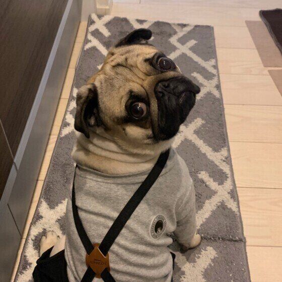 パグのたろいもくん