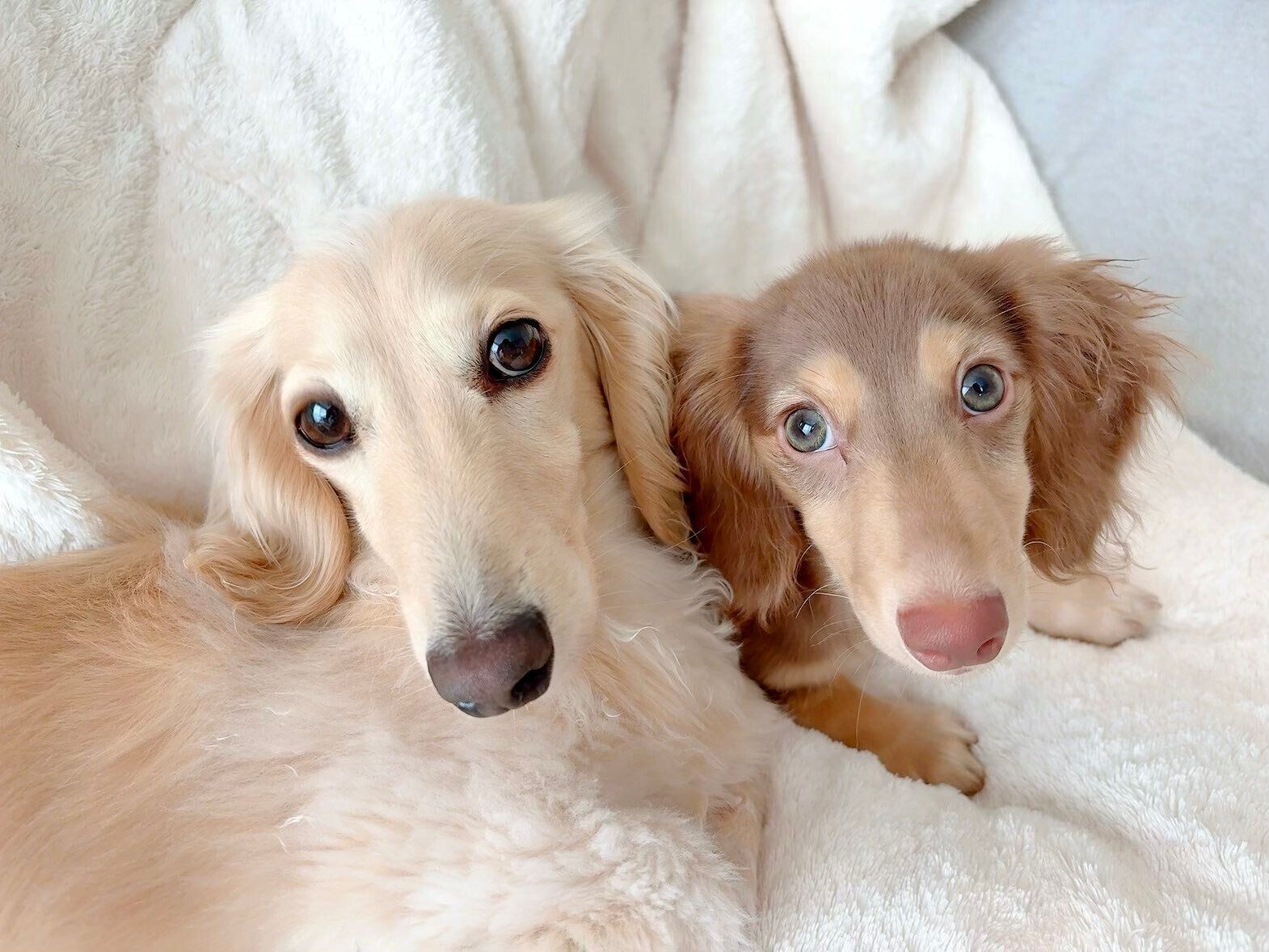 飼い主さんを見つめる愛犬たち