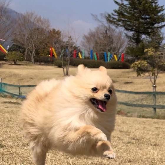 ポメラニアン・ペグくん・走る