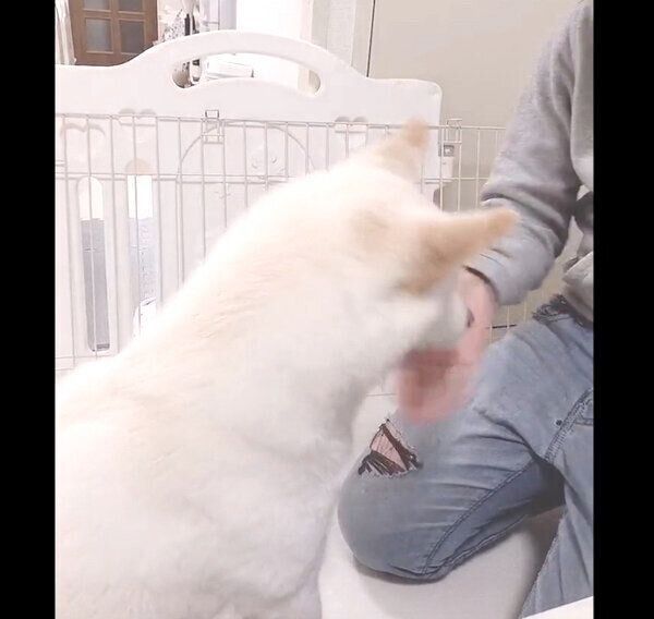 おやつをもらうもち吉くん