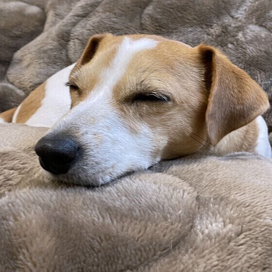 犬はなぜ人のベッドや布団で寝たがる? 飼い主と眠りたい犬のキモチ いぬのきもち