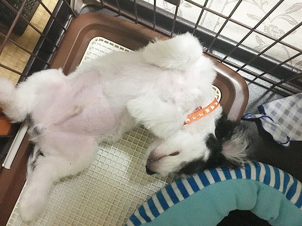 眠る犬