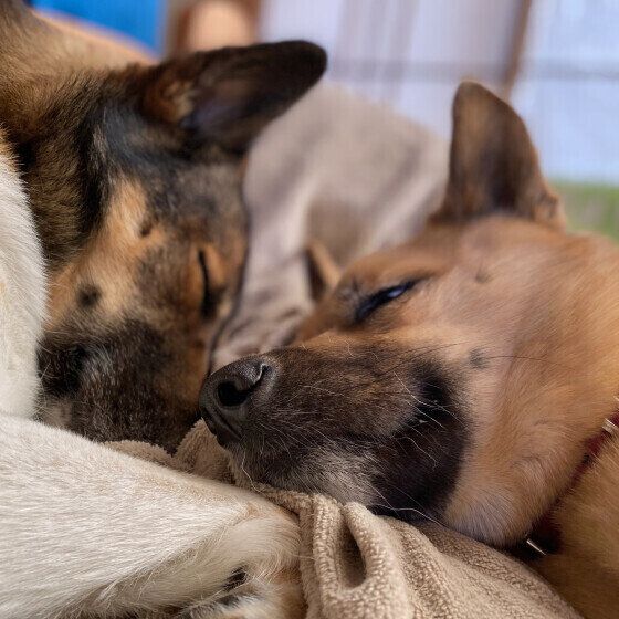 MIXの茶豆ちゃん