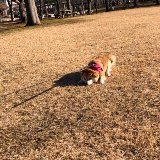 柴犬のチャコちゃん