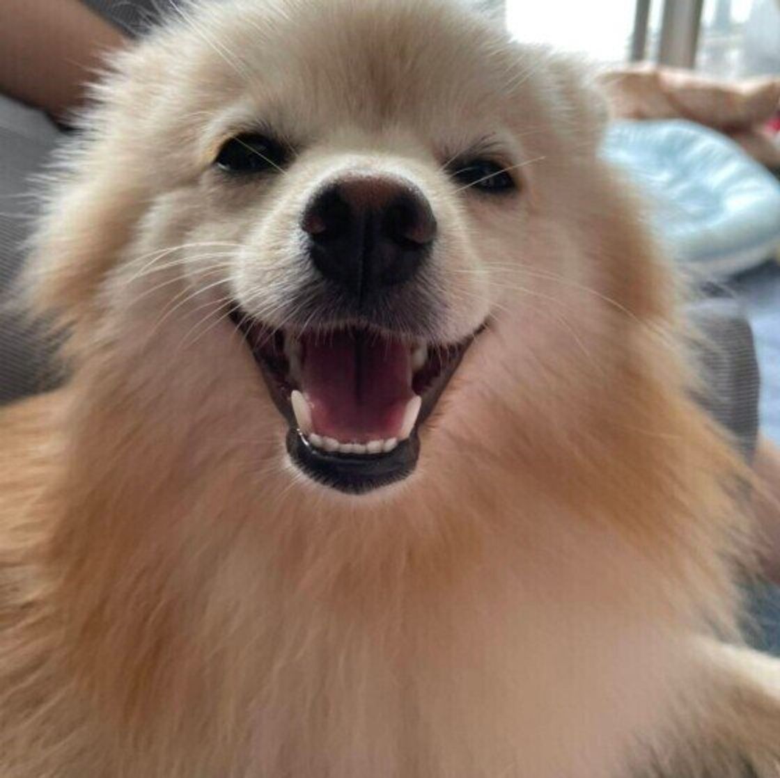 獣医師監修 犬に大根を与えても大丈夫 大根を食べるメリットと与え方を解説 いぬのきもちweb Magazine 獣医師監修 犬に大根を与えても大丈夫 大根を食べるメリットと与え方を解説 いぬのきもちweb Magazine