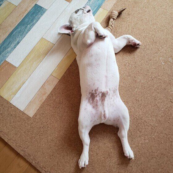 フレンチ・ブルドッグのぶるちゃん