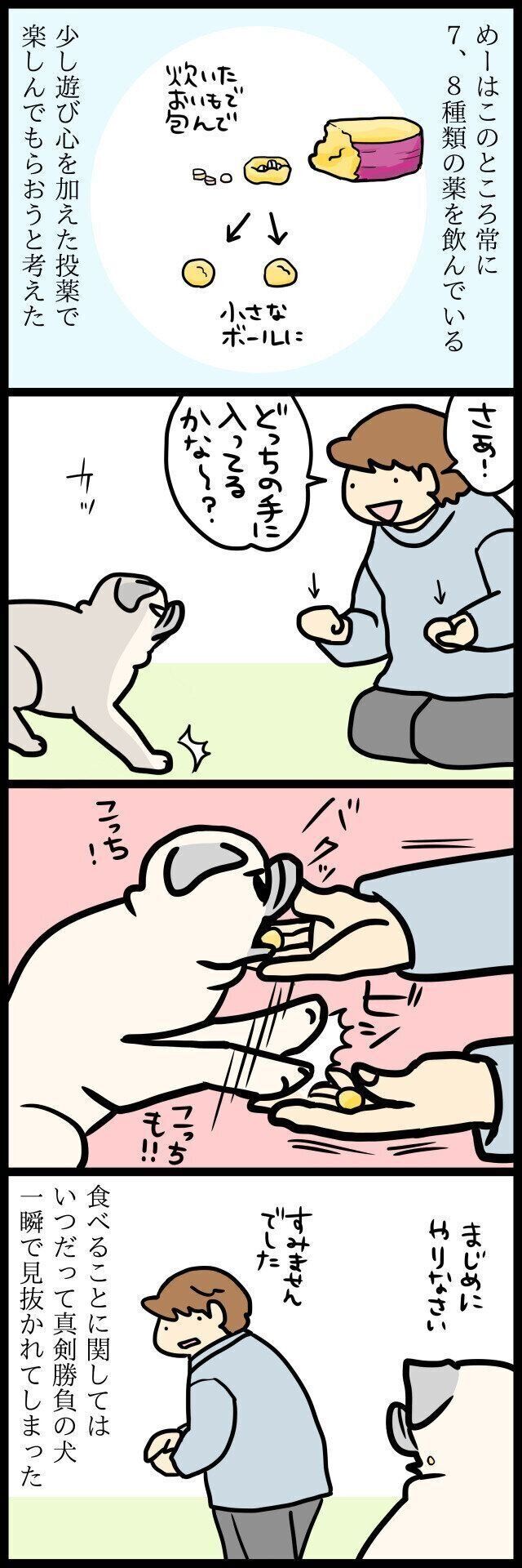 【連載】パグ犬・めー