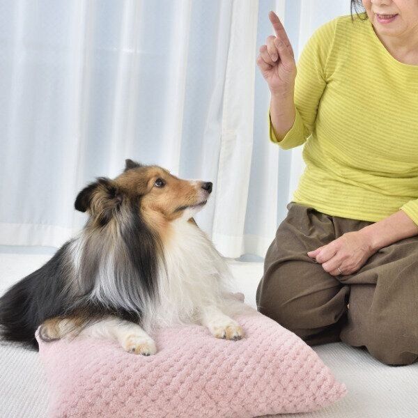 長々と「お説教」しても、犬には理解できません（写真／佐藤正之）